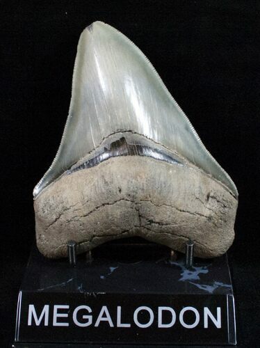 Superbly Serrated Megalodon Tooth #12003